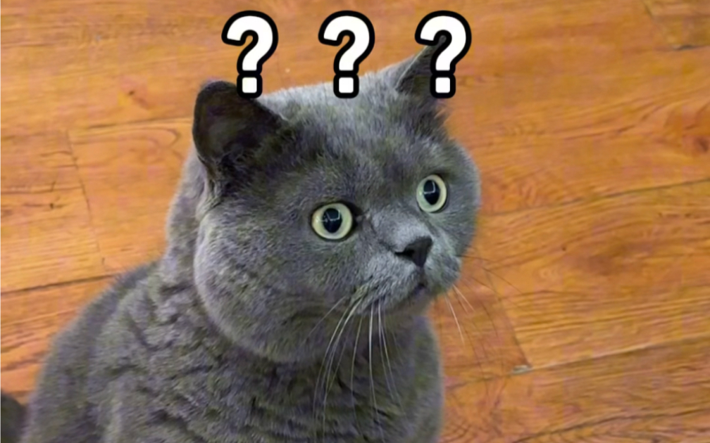 给我家的社恐猫安排了一次上门体检