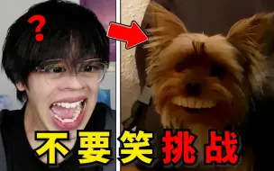 Download Video: 这小狗笑死我了哈哈！太逆天了！【不要笑挑战】