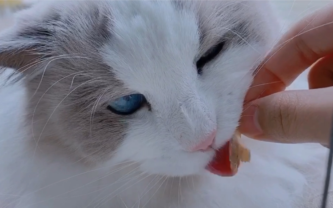 「布偶猫」猫会吃木鱼花么?尝试骚操作给杏仁吃两片煮完的厚削木鱼花~哔哩哔哩bilibili