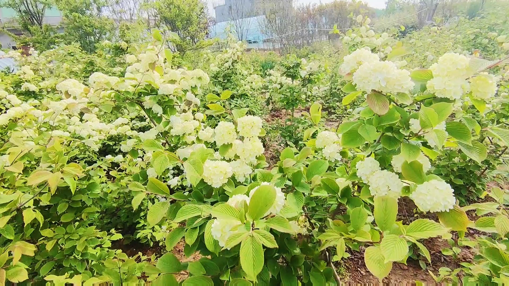 精品木绣球基地 木绣球批发 -卉木园林_哔哩哔哩 (゜-゜)つロ 干杯