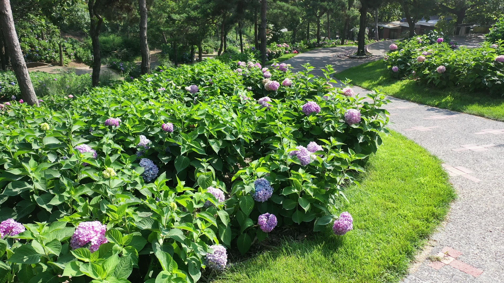 大连英歌石植物园图片图片