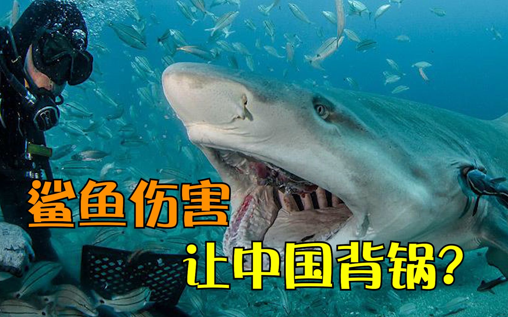 活动作品没有鱼翅买卖就没有鲨鱼伤害