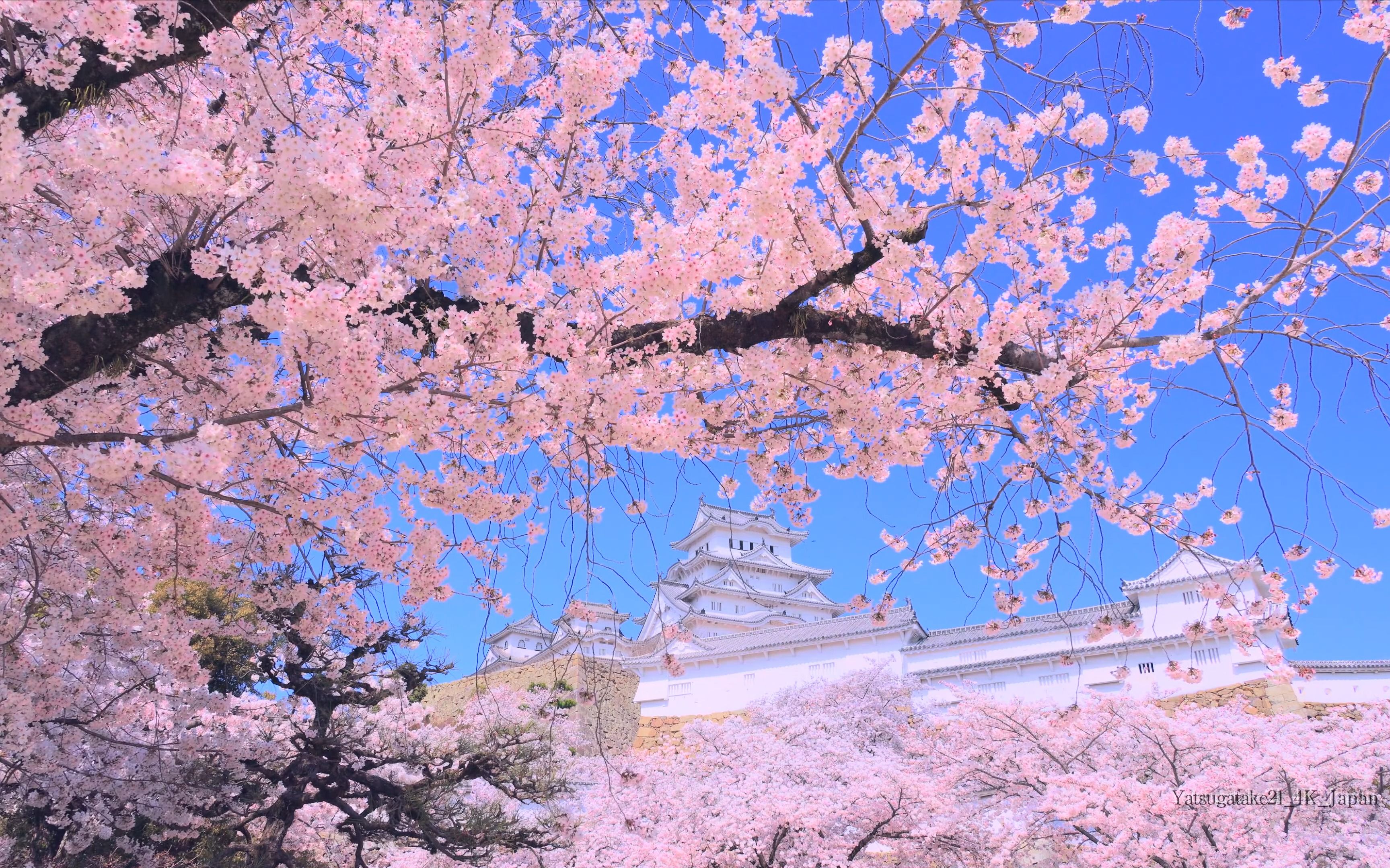 2023·日本国宝级的赏樱名所『姬路城的樱花』—— 日本最美少女心