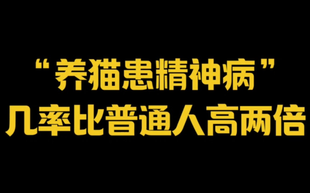 “养猫患精神病”~几率比普通人高两倍?哔哩哔哩bilibili