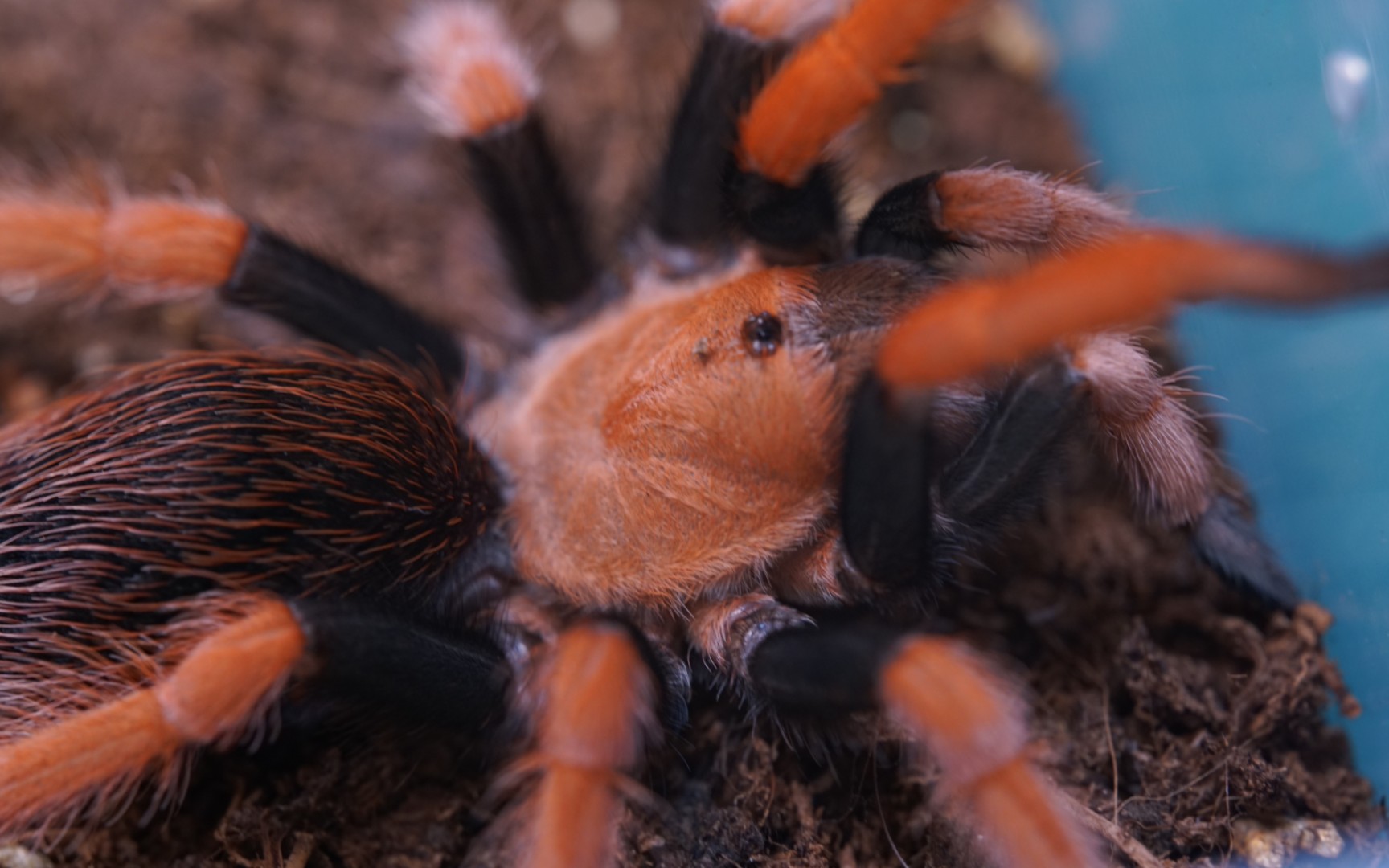 大叔养蜘蛛的故事第一期