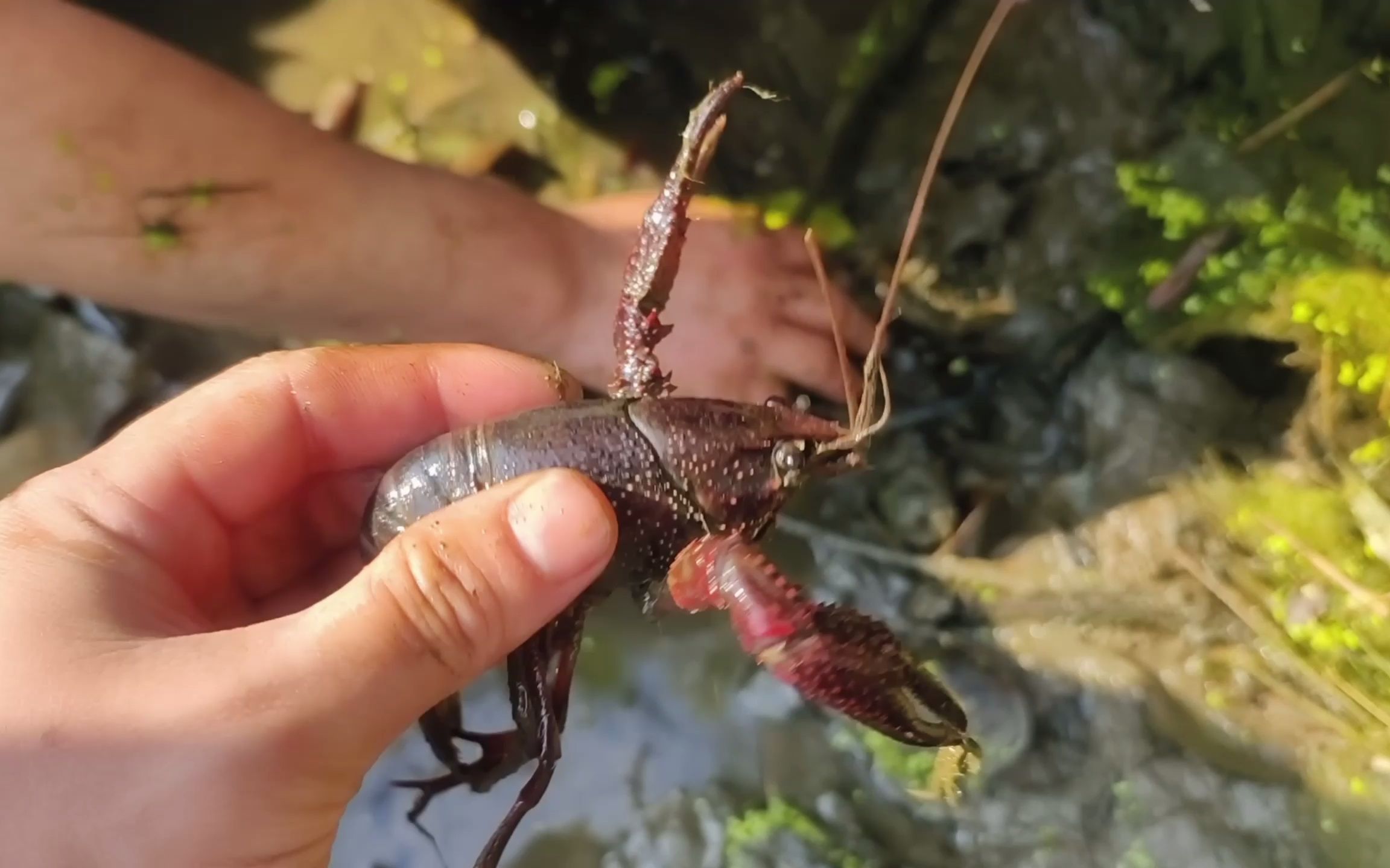 这算是龙虾泛滥吗,到处是龙虾幼崽