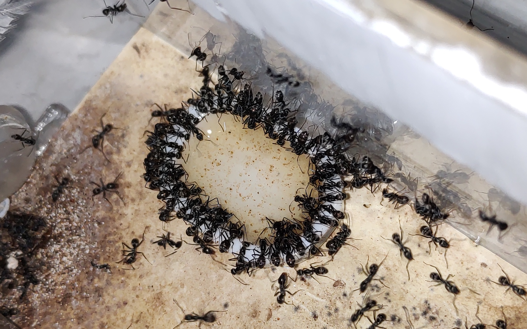 [扁平虹臭蚁] 跳进水盆里喝可乐~_哔哩哔哩 (゜-゜)つロ 干杯~-bili