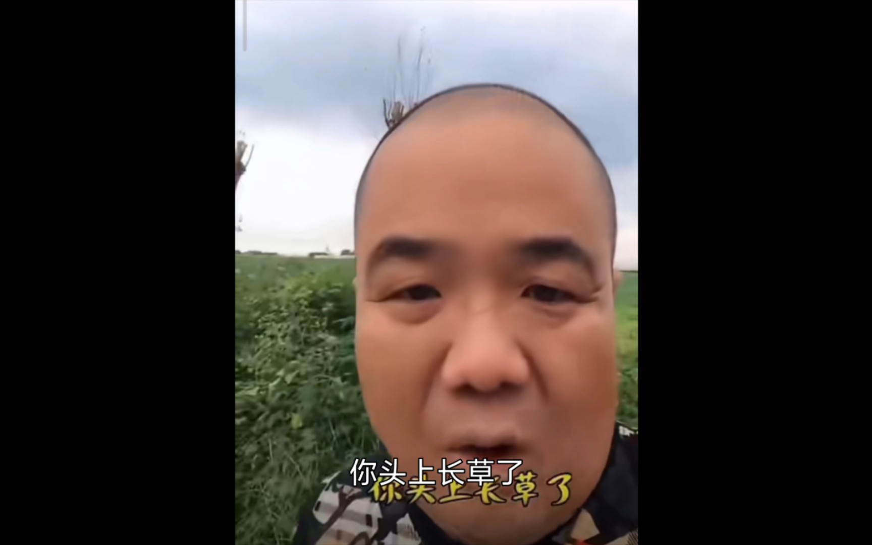 刀哥,你头上长草了