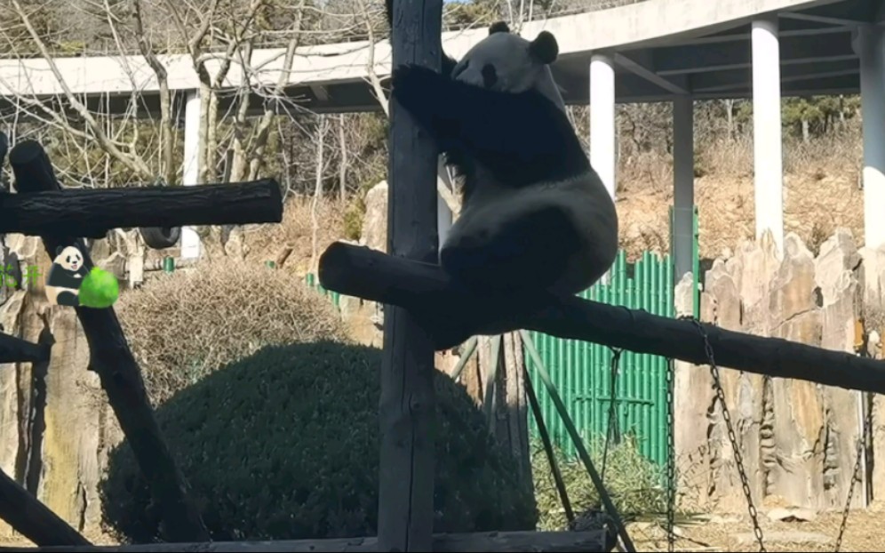 [图]【大熊猫飞云】这操作相当丝滑