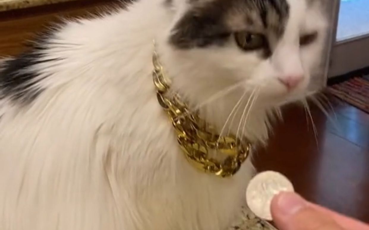 [图]The Coin Challenge with Sir Pounce...