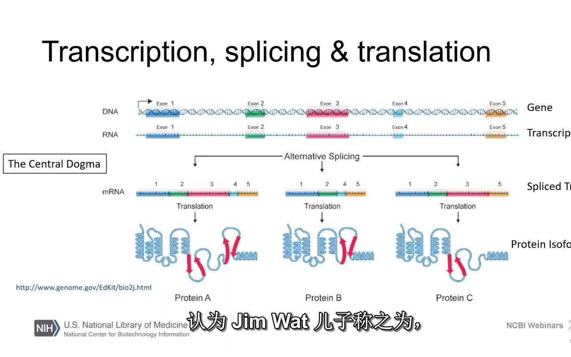 基于NCBI的基因和序列初学者指南哔哩哔哩bilibili