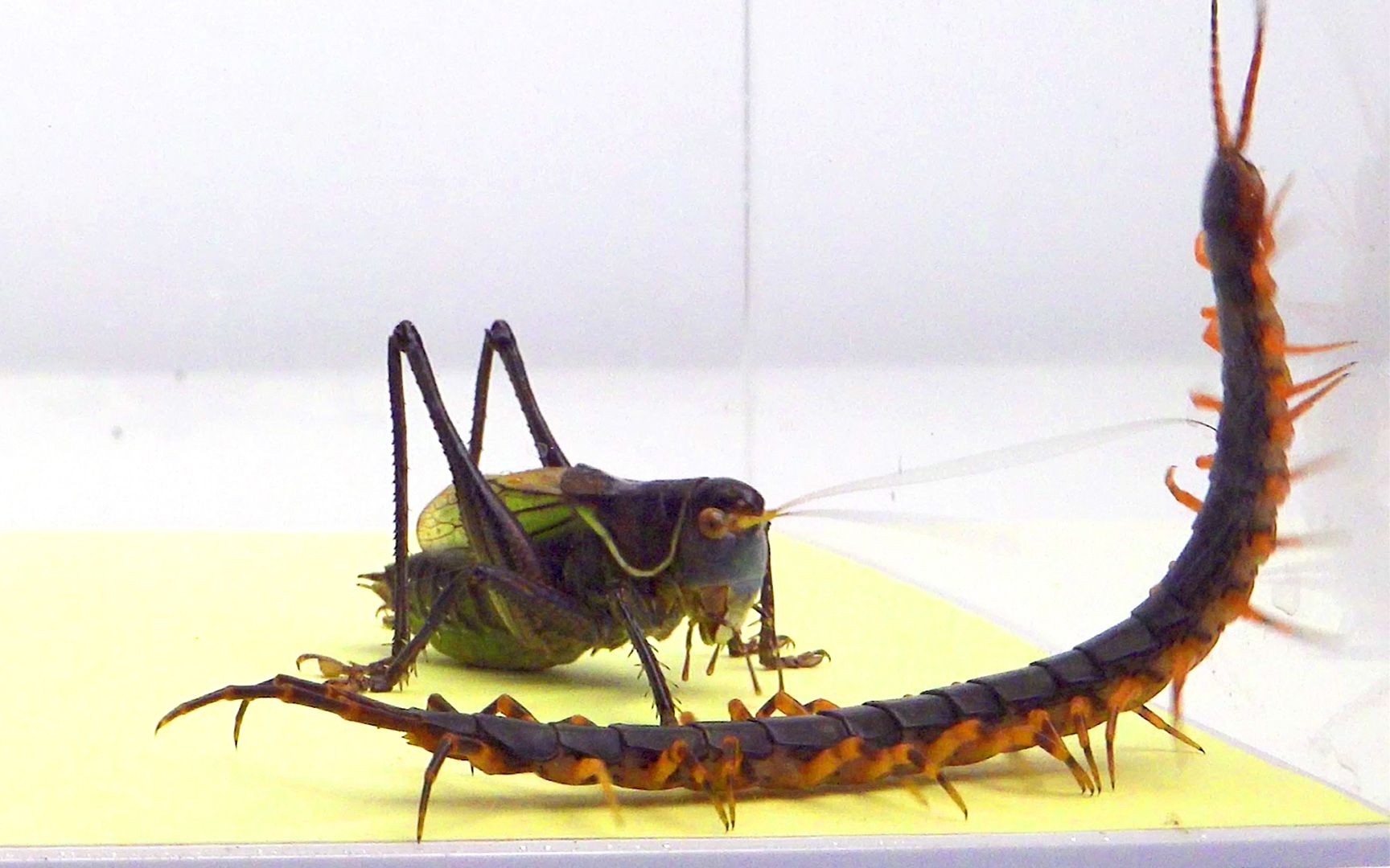 当蝈蝈遇见小蜈蚣结果会发生什么