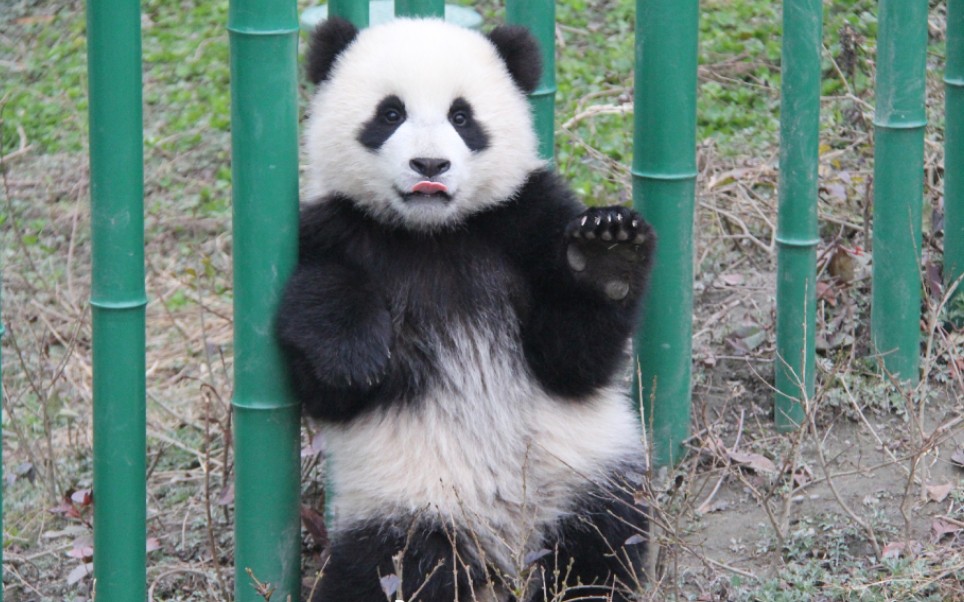 【大熊猫皓月】妹妹熊时期的"小喜妹"