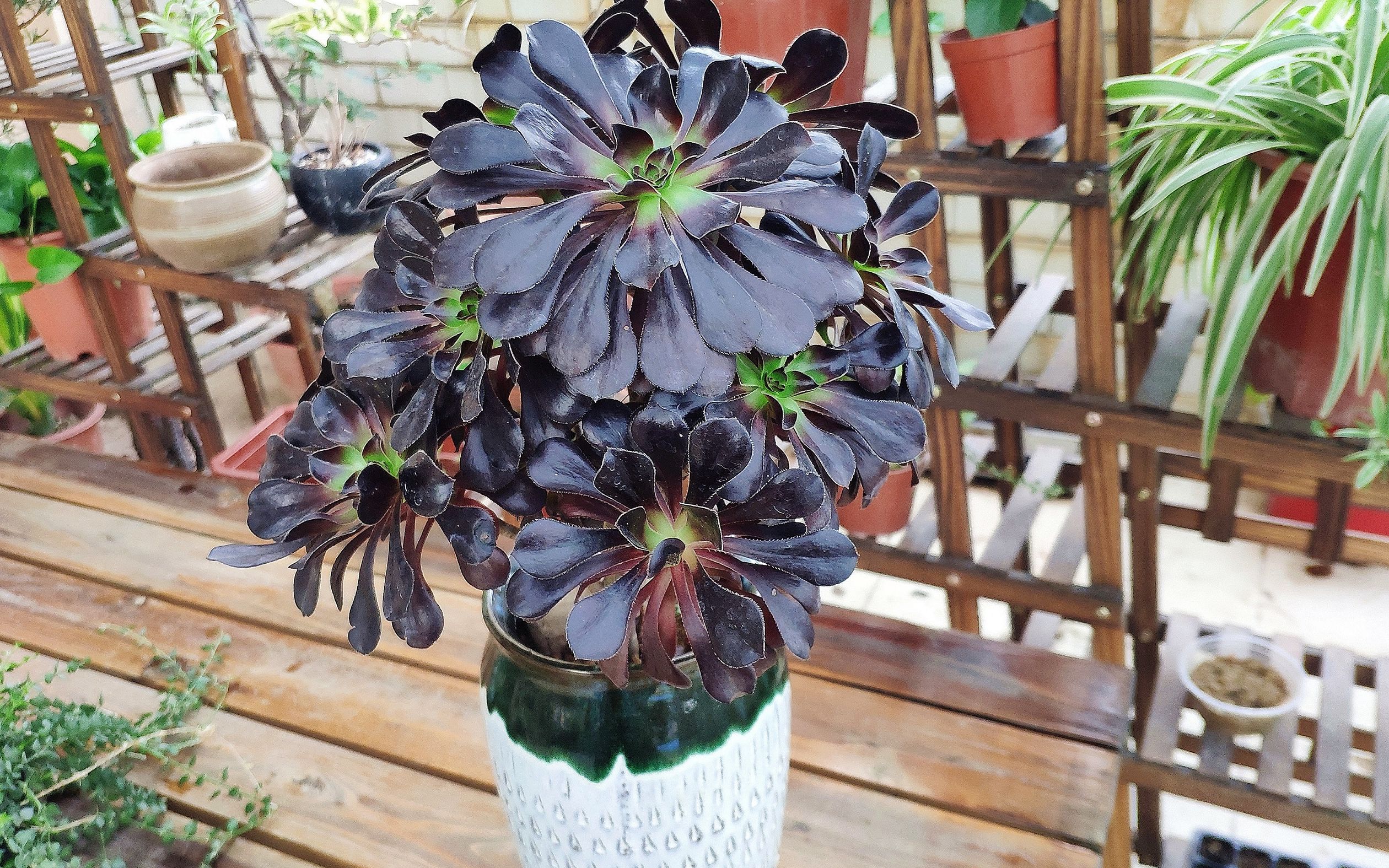 多肉植物黑法师入夏进入休眠期后,做好6点措施,安全度夏