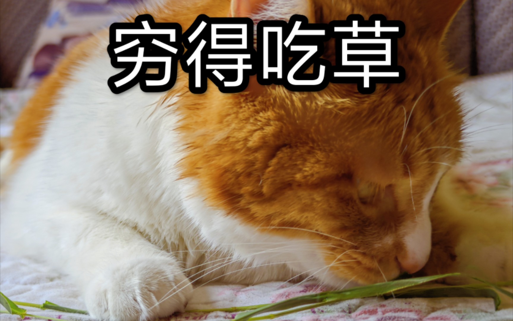 小猫咪穷得吃草呜呜呜太惨了