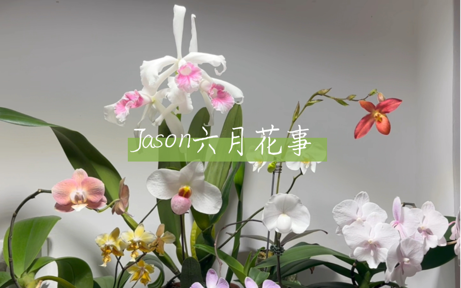 Jason六月花事哔哩哔哩bilibili