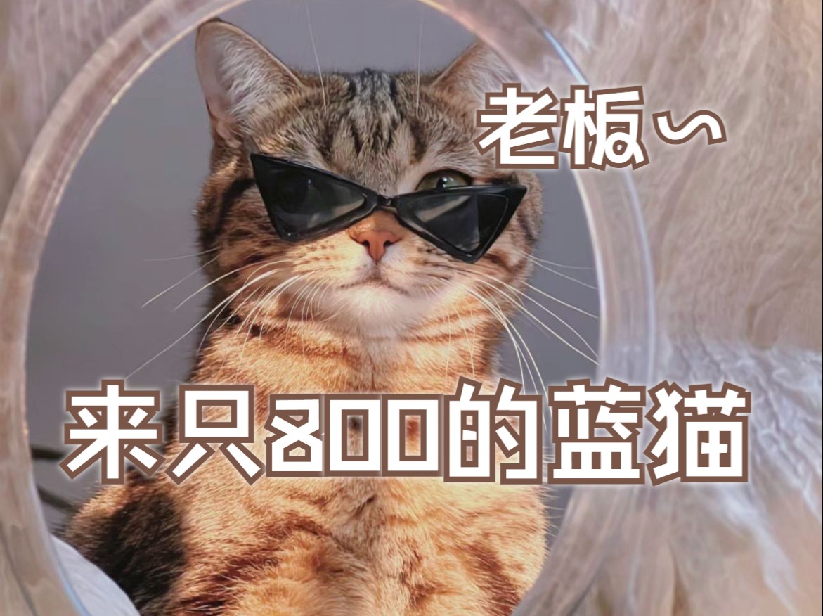 老板~有800的蓝猫吗?哔哩哔哩bilibili