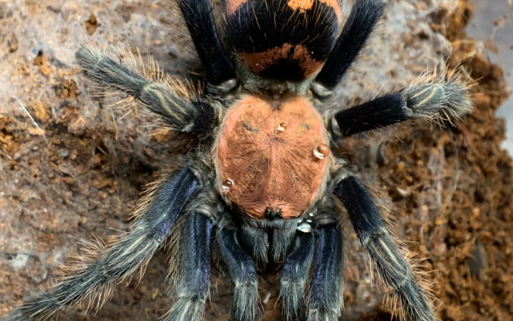 新手向繁殖系列第一期:哥虎_哔哩哔哩_bilibili