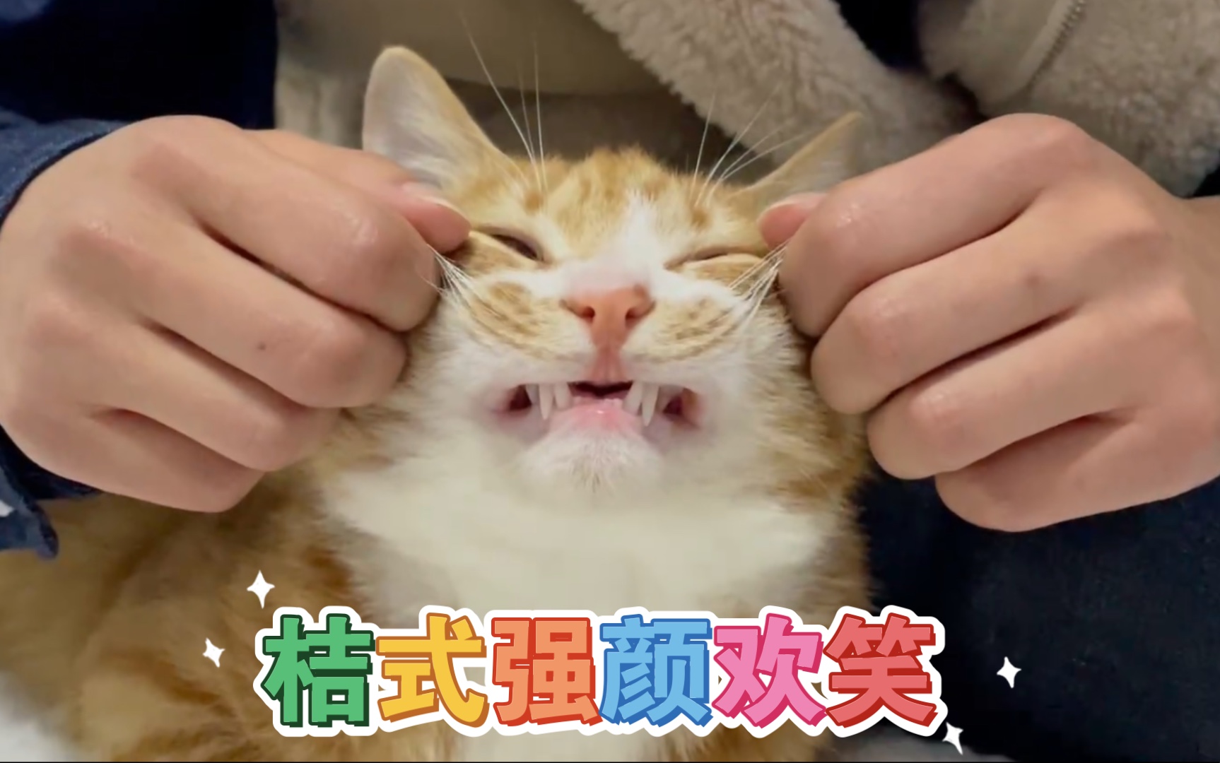 【橘猫】桔:我的按摩师总想谋害我哔哩哔哩bilibili