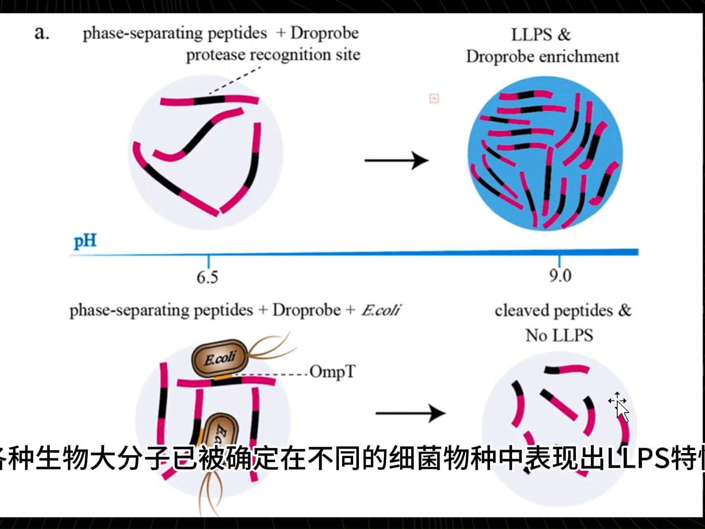 每隔一日合成生物学进展 2024.2.8 细菌的液液相分离.哔哩哔哩bilibili