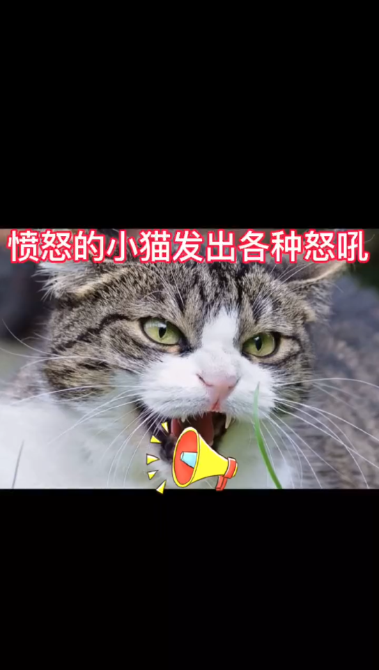 猫咪发怒的声音是什么样的.哔哩哔哩bilibili