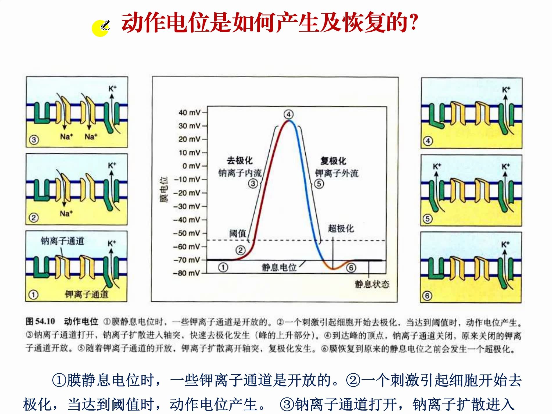 动作电位是如何产生及恢复的?