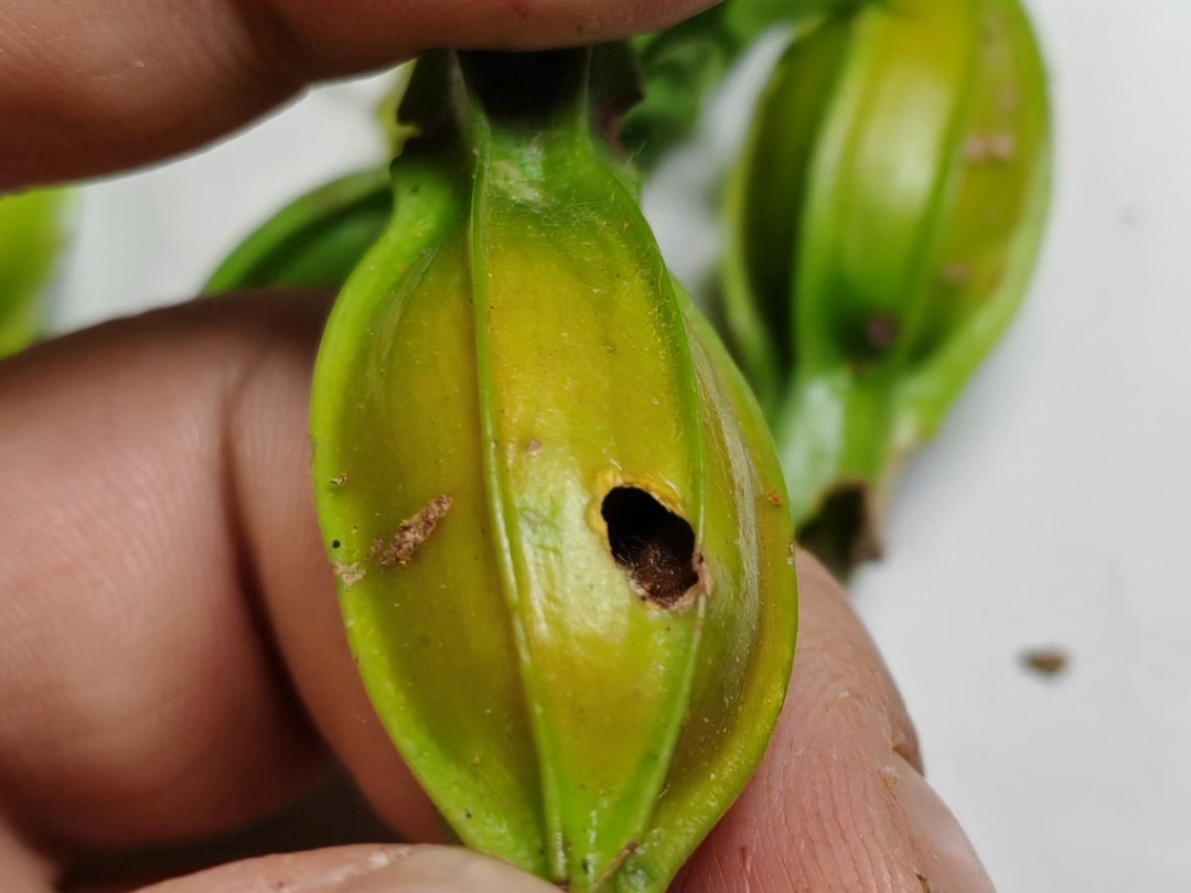 又到了玩绿灰蝶的季节