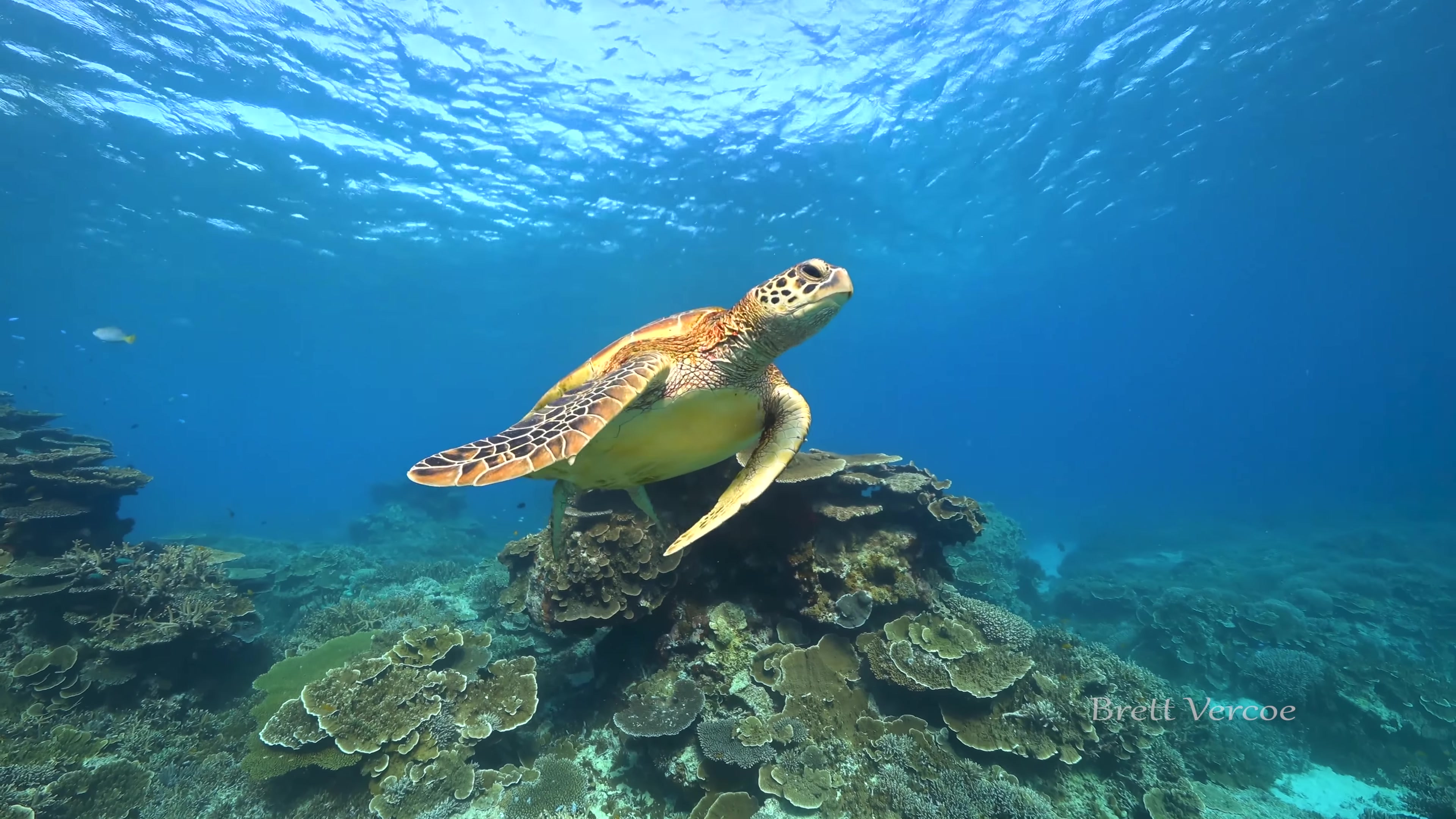 活动作品turtlesofaustraliaseastcoast澳大利亚东岸海龟