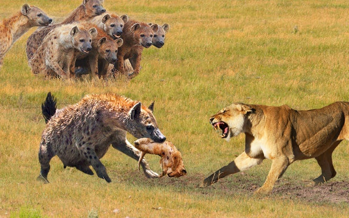 自然传奇狮子与鬣狗图片