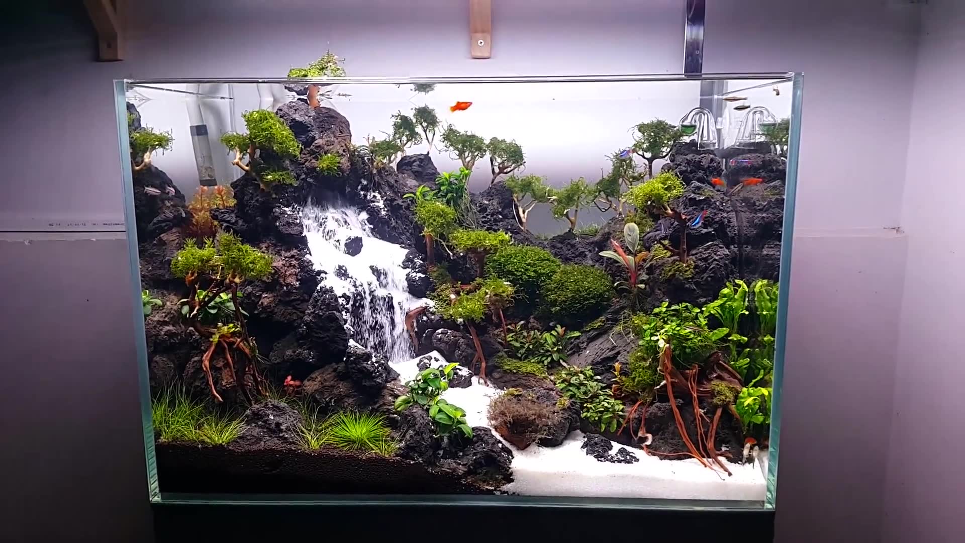 【草缸】60cm流沙瀑布绝美草缸