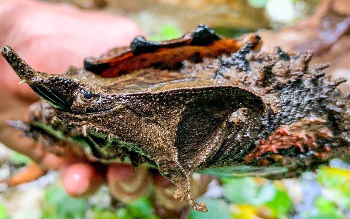 【搬运】养在室外的玛塔龟和食蚊鱼