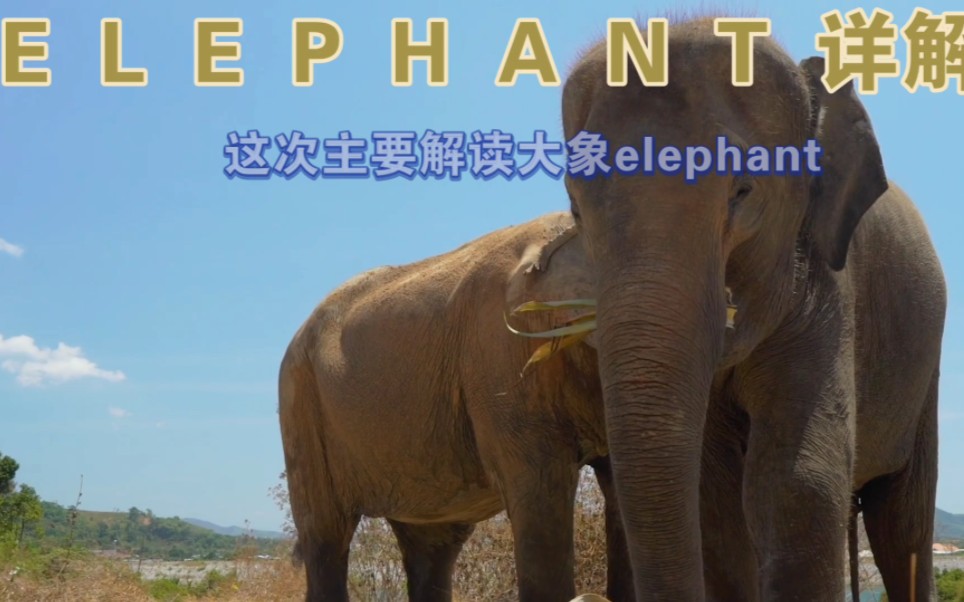 【单词速记】一分钟搞定单词大象ELEPHANT哔哩哔哩bilibili