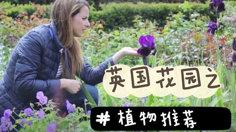 英国花园 常见园艺植物 装点美美的英国式乡村花园 哔哩哔哩 英国花园 常见园艺植物 装点美美的英国式乡村花园 哔哩哔哩