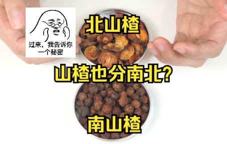 南北山楂,山楂的不同炮制品有什么区别?哔哩哔哩bilibili