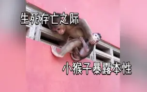 Video herunterladen: 生死存亡之际，小猴子暴露出本性