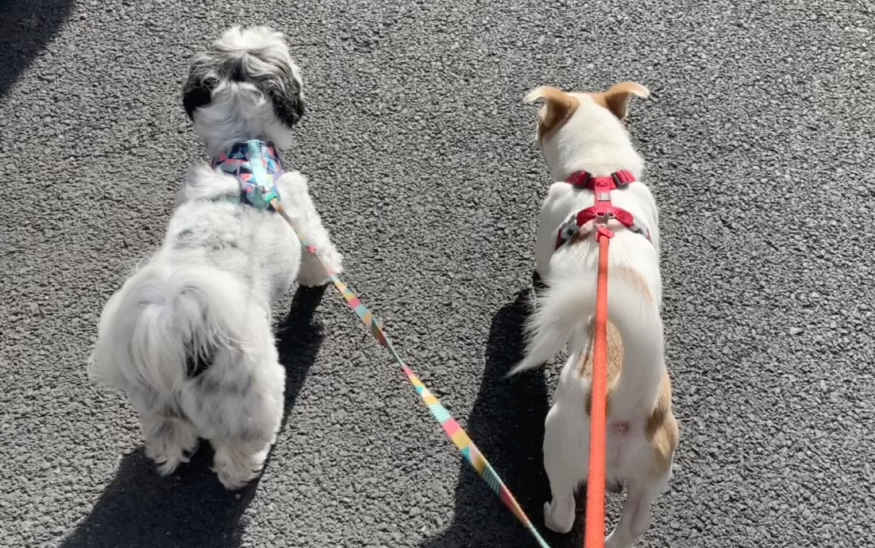 狗咬狗!越咬越开心!