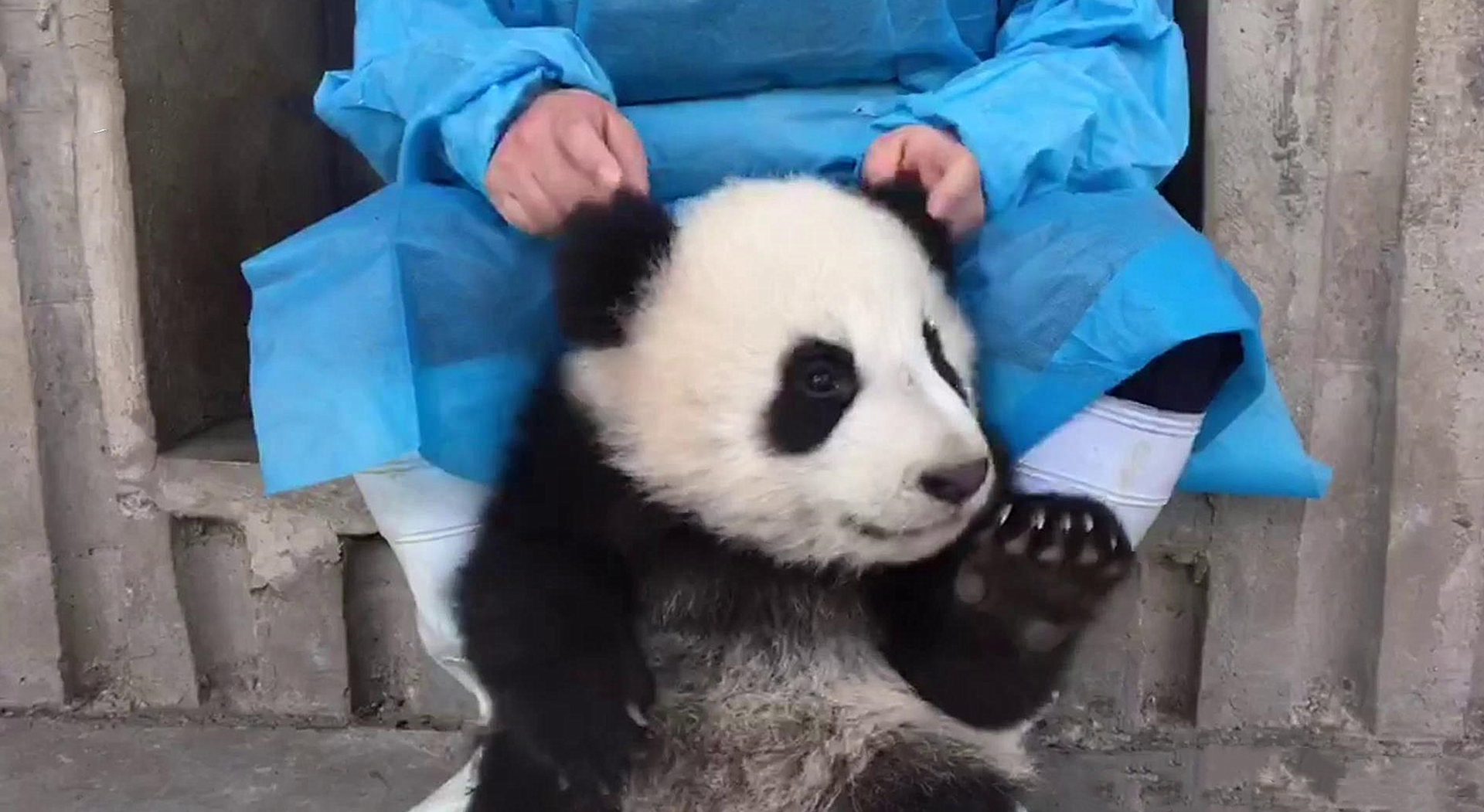 大熊貓是蚩尤的坐騎?飼養員才盤了一下,就露出了