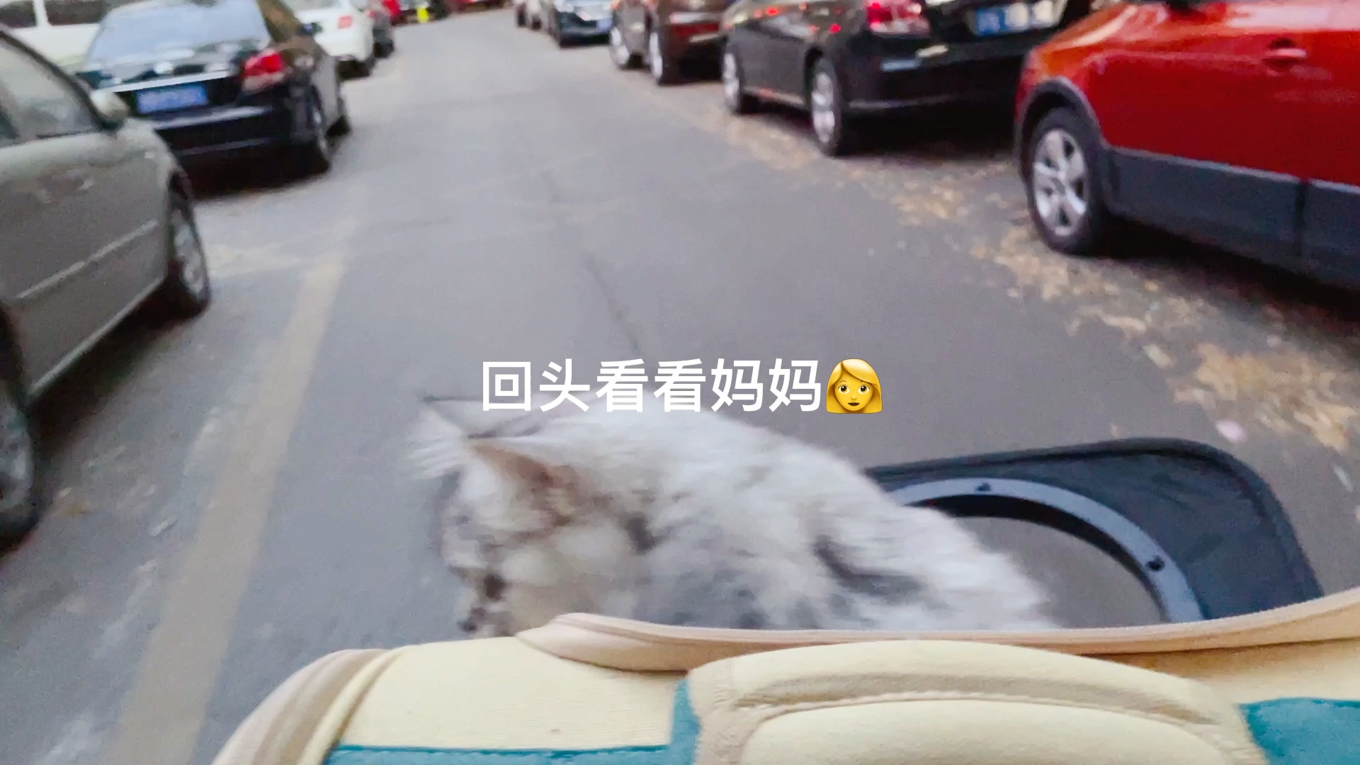 巧巧vlog哔哩哔哩bilibili