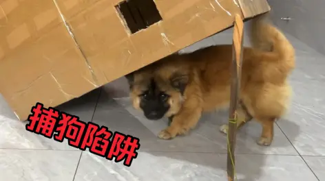 天照天天的动态-哔哩哔哩