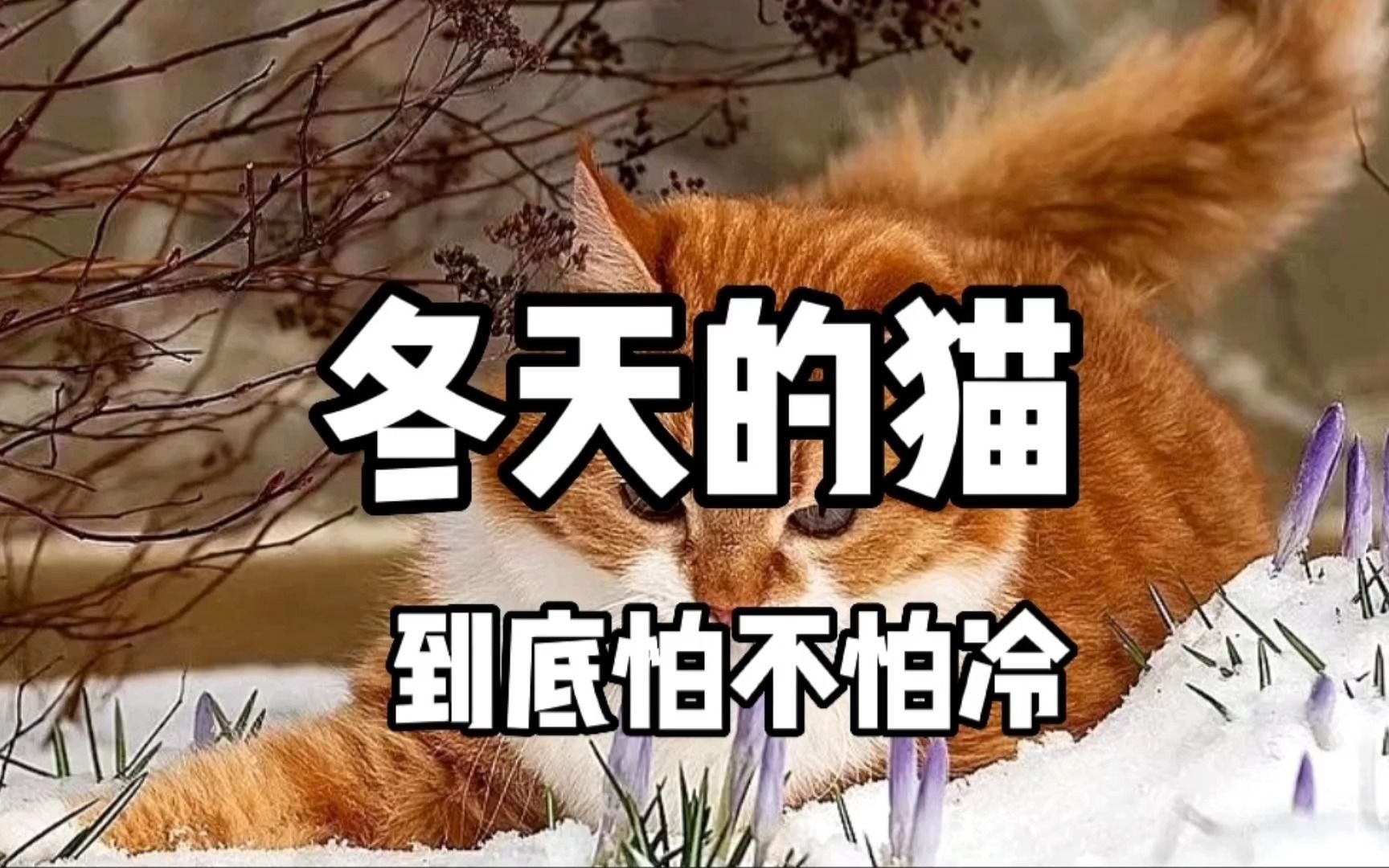 冬天的猫究竟会不会冷?可以给猫穿衣服吗?哔哩哔哩bilibili