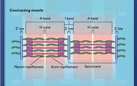肌小节收缩,肌丝滑行动画哔哩哔哩bilibili