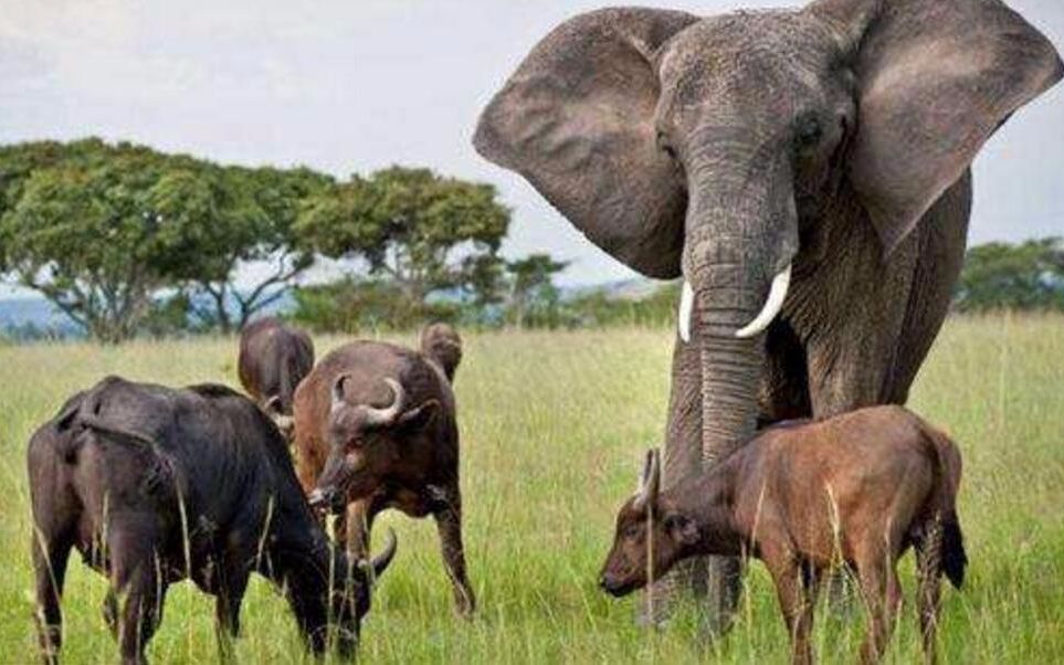 大象捕杀水牛,轻松用象牙将水牛杀死,水牛:不吃我杀我干嘛!