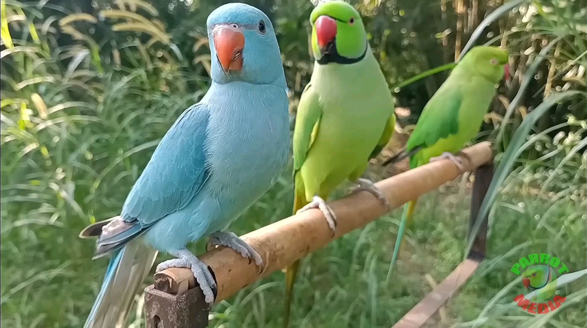 各种各样可爱的小鸡(二)