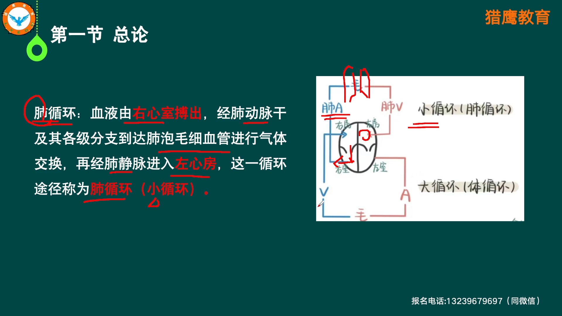 8.解剖学第十一章脉管系统1小时16分钟哔哩哔哩bilibili