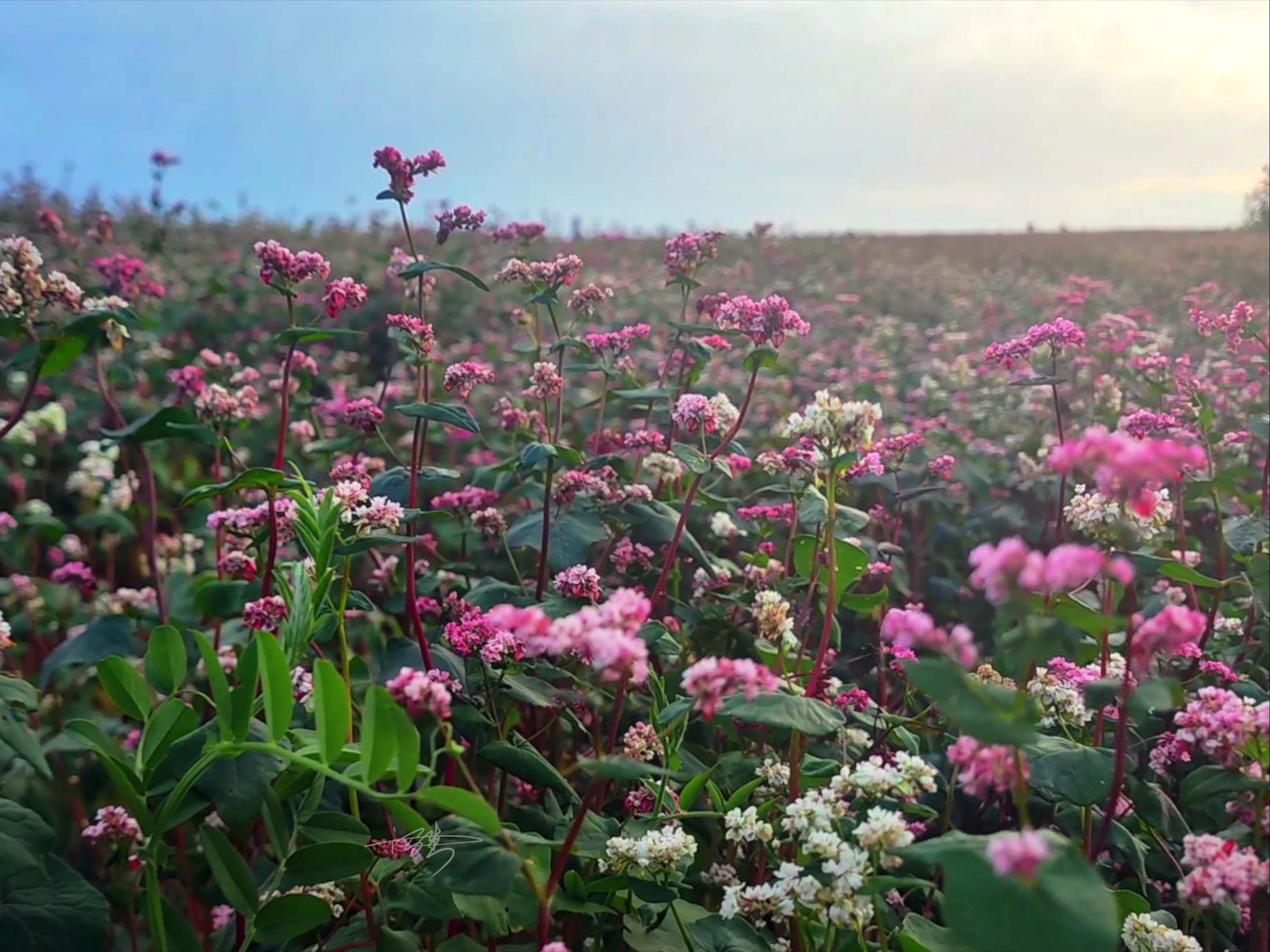 520就去荞麦花海