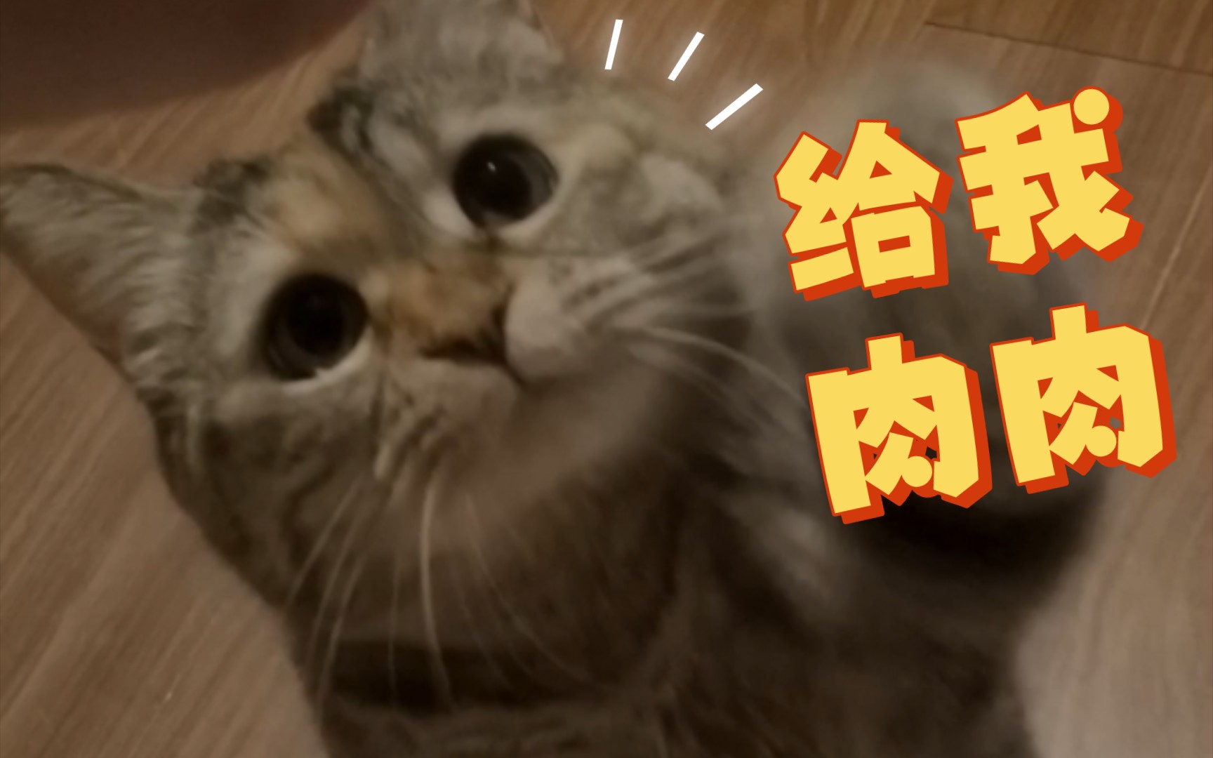 猴子捞月哔哩哔哩bilibili