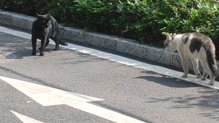 [图]你见过学校猫咪吵架吗？