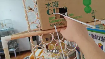 养小太阳鹦鹉的五个阶段