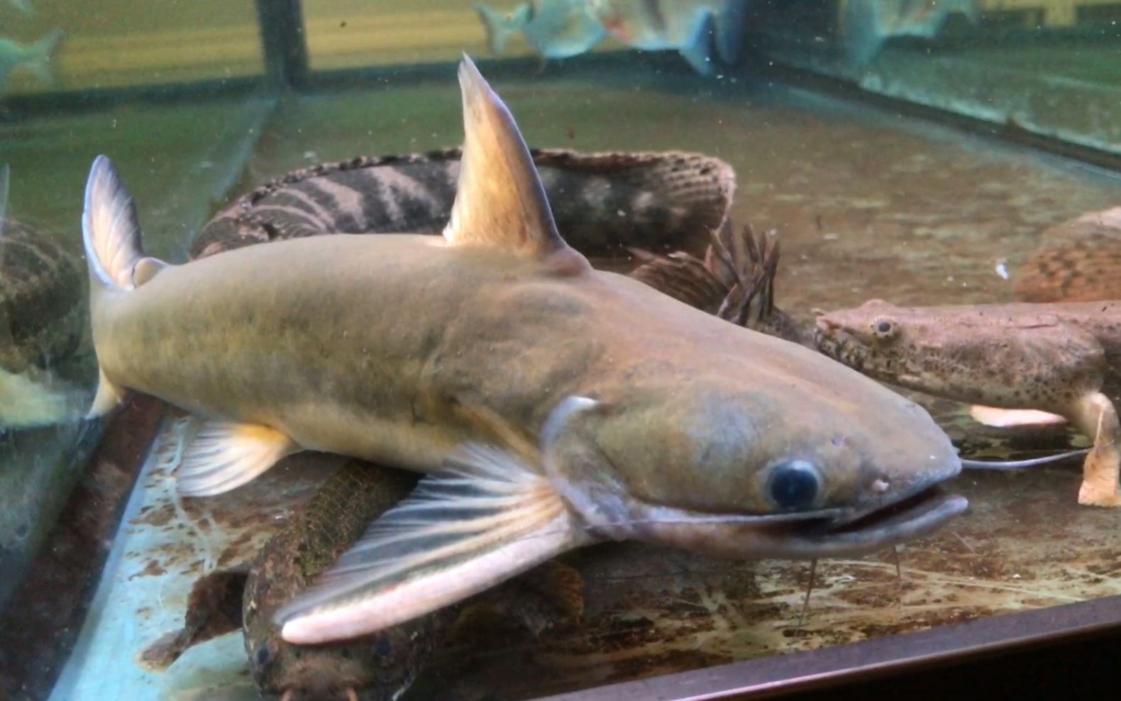 【新鱼入缸第34期】绿魔鲸过水入缸_哔哩哔哩_bilibili