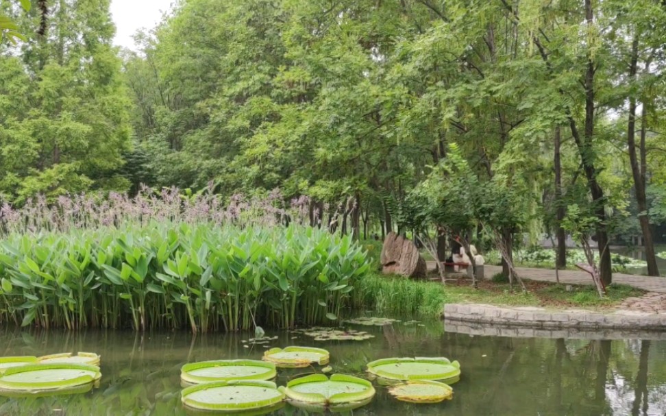 [图]洛阳隋唐植物园-王莲